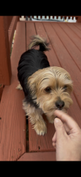 Reunited Male Dog last seen He was spotted jumping into the woods east of East Park Dr. around 10:30am, Glen Burnie, MD 21061