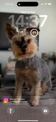 Lost Male Dog last seen E15 1PU, Greater London, England E15 1PU