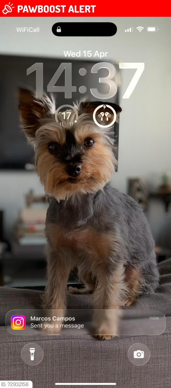 Lost Male Dog last seen E15 1PU, Greater London, England E15 1PU