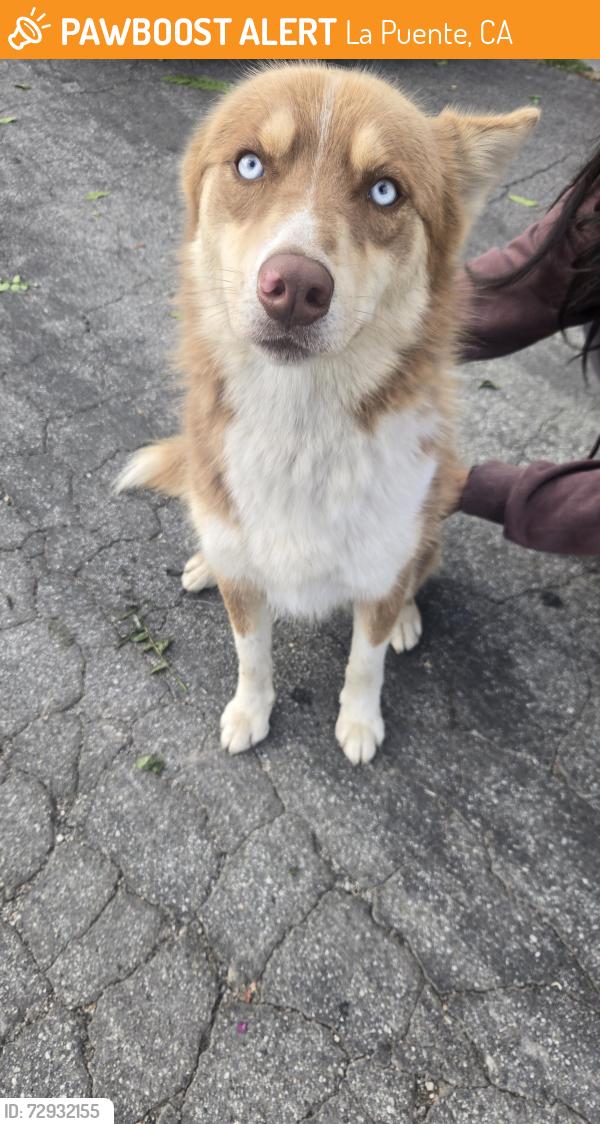 Found/Stray Male Dog last seen Beckner & Prichard , La Puente, CA 91746