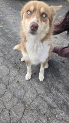 Found/Stray Male Dog last seen Beckner & Prichard , La Puente, CA 91746