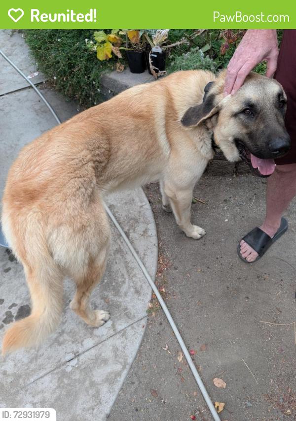 Reunited Male Dog last seen Near st, Chula Vista, CA 91910