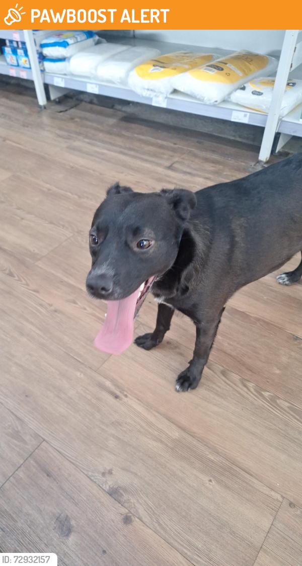 Found/Stray Female Dog last seen rua fausto 404, Vila Moinho Velho, SP 04285-080