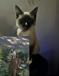 Lost Female Cat last seen Up the street from Chadwick park alley ways and woods, Etna, PA 15223
