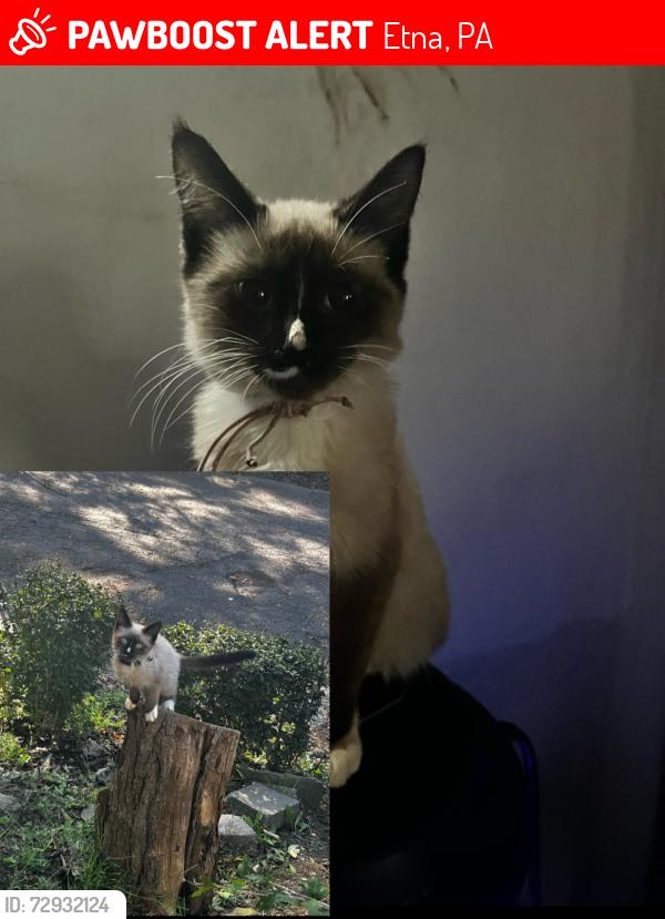 Lost Female Cat last seen Up the street from Chadwick park alley ways and woods, Etna, PA 15223