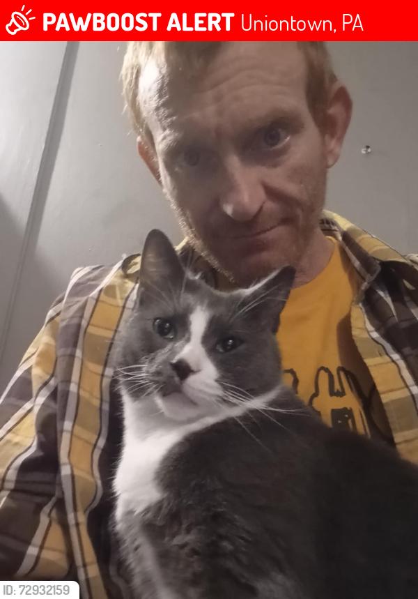 Lost Male Cat last seen Near uniontown high-school uniontown p.a, Uniontown, PA 15401