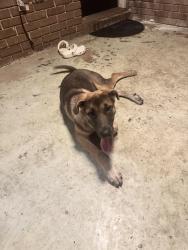 Found/Stray Female Dog last seen Charlotte and Conly, Hoover, AL 35216