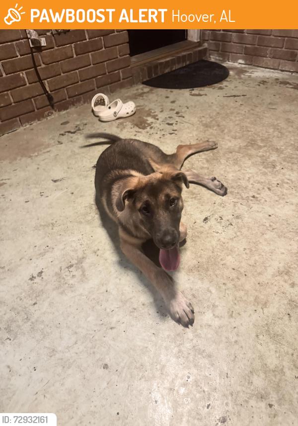 Found/Stray Female Dog last seen Charlotte and Conly, Hoover, AL 35216