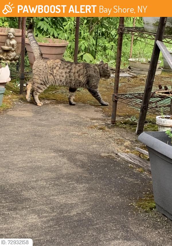 Found/Stray Unknown Cat last seen Stewart, Bay Shore, NY 11706