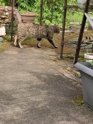Found/Stray Unknown Cat last seen Stewart, Bay Shore, NY 11706