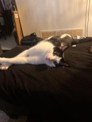 Reunited Male Cat last seen Terry fox, bristol, Mississauga, ON L5V 2N3