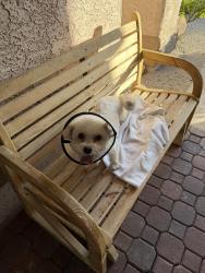 Reunited Female Dog last seen Oliver Ct/Overvew Dr, Las Vegas, NV 89145