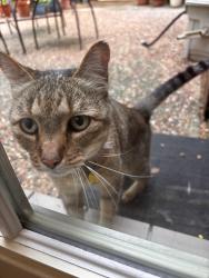 Found/Stray Unknown Cat last seen Camp Bowie , Fort Worth, TX 76107