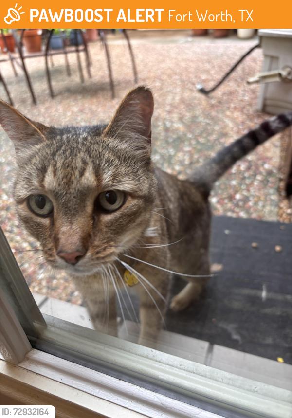Found/Stray Unknown Cat last seen Camp Bowie , Fort Worth, TX 76107