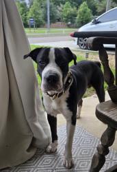 Found/Stray Male Dog last seen Near topaz ave, Pensacola, FL 32505