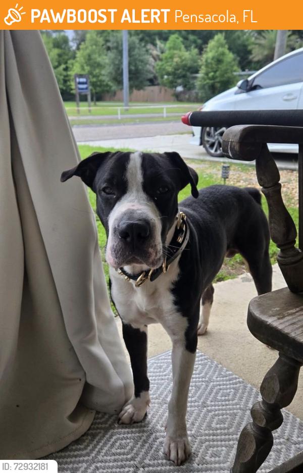 Found/Stray Male Dog last seen Near topaz ave, Pensacola, FL 32505