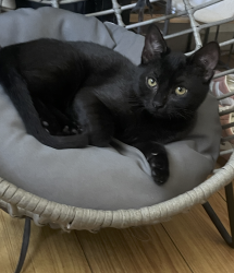 Reunited Female Cat last seen Budlong, Los Angeles, CA 90044
