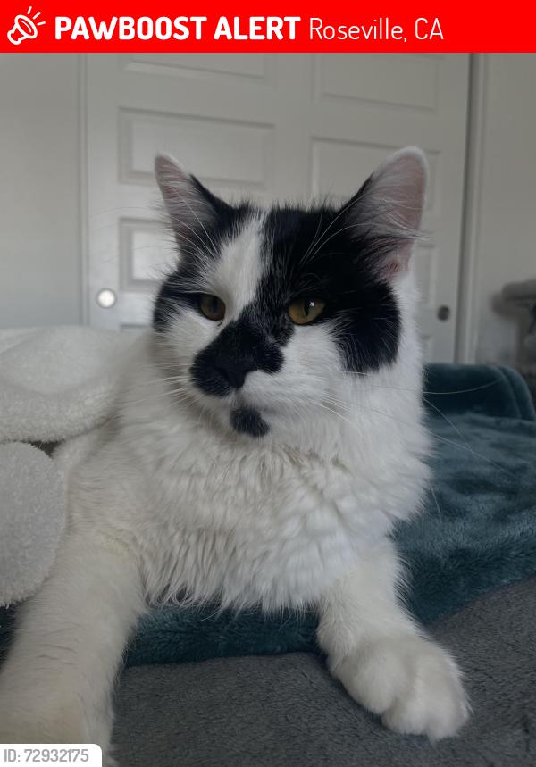 Lost Male Cat last seen Baseline road, Roseville, CA 95747