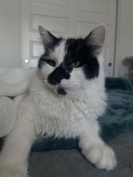 Lost Male Cat last seen Baseline road, Roseville, CA 95747