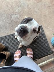 Found/Stray Male Dog last seen Beltway 8 and Rockwell blvd, Houston, TX 77085