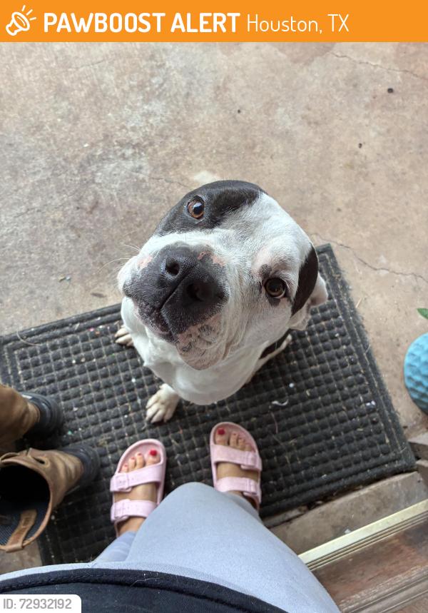 Found/Stray Male Dog last seen Beltway 8 and Rockwell blvd, Houston, TX 77085