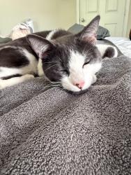 Found/Stray Male Cat last seen Maxwell Ct and Katie Lane, North Laurel, MD 20723