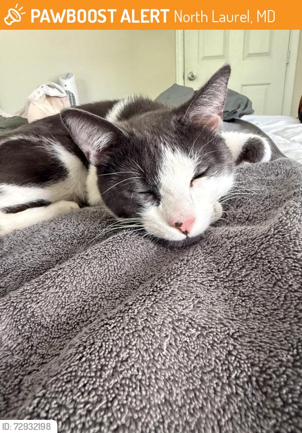 Found/Stray Male Cat last seen Maxwell Ct and Katie Lane, North Laurel, MD 20723