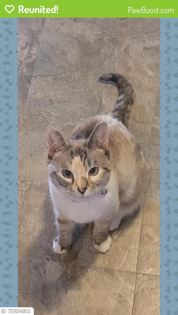 Reunited Female Cat last seen Mary esther, Mary Esther, FL 32569