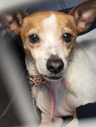 Found/Stray Female Dog last seen West Hawkeye , Turlock, CA 95381