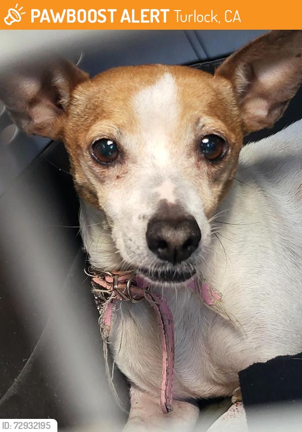 Found/Stray Female Dog last seen West Hawkeye , Turlock, CA 95381