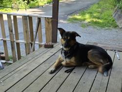 Reunited Male Dog last seen Obes branch/ she'll mountain , Sevier County, TN 37876
