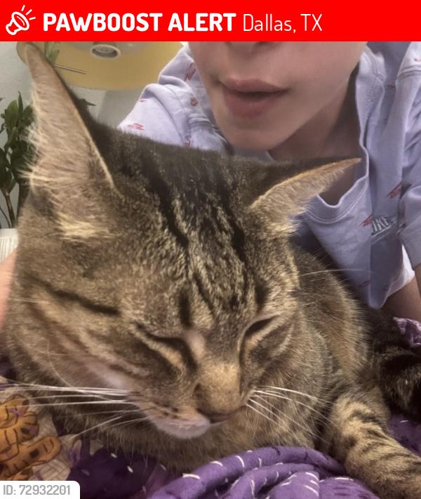 Lost Male Cat last seen North Edgefield Avenue, Ninth Street, N Clinton Avenue, Dallas, TX 75208
