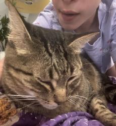 Lost Male Cat last seen North Edgefield Avenue, Ninth Street, N Clinton Avenue, Dallas, TX 75208