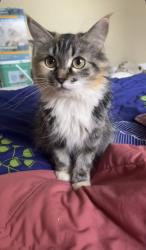 Lost Female Cat last seen Near elphinstone street, Regina, SK S4T 3L5