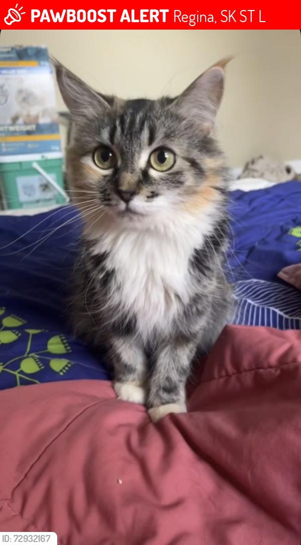 Lost Female Cat last seen Near elphinstone street, Regina, SK S4T 3L5