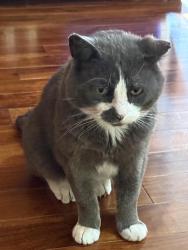 Found/Stray Male Cat last seen Downtown , Edmonton, AB 