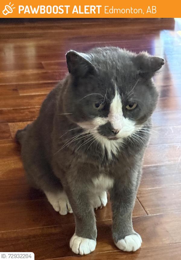Found/Stray Male Cat last seen Downtown , Edmonton, AB 