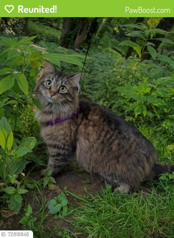 Reunited Female Cat last seen Central street , Newport, KY 41071