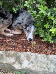 Found/Stray Female Dog last seen Mills Park Ln, Cypress, TX 77429