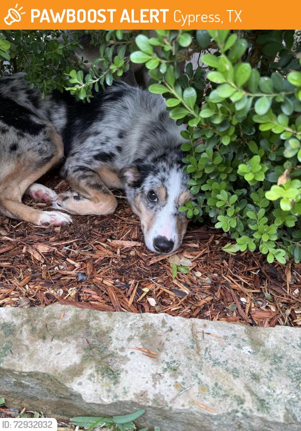 Found/Stray Female Dog last seen Mills Park Ln, Cypress, TX 77429