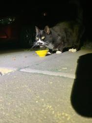 Found/Stray Unknown Cat last seen Gilbertsville road, Douglass Township, PA 19525