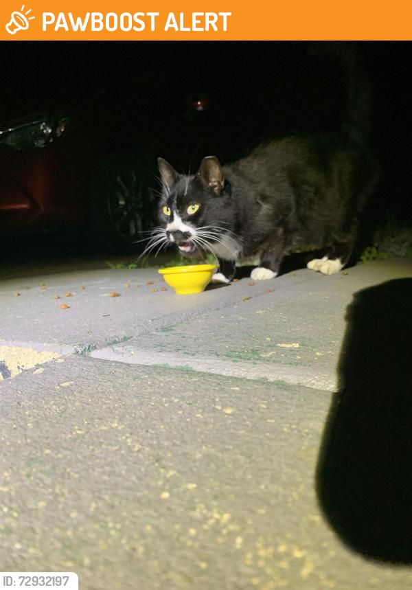 Found/Stray Unknown Cat last seen Gilbertsville road, Douglass Township, PA 19525