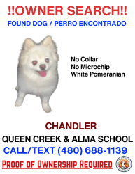 Reunited Female Dog last seen Alma school and Queen Creek, Chandler, AZ 85286