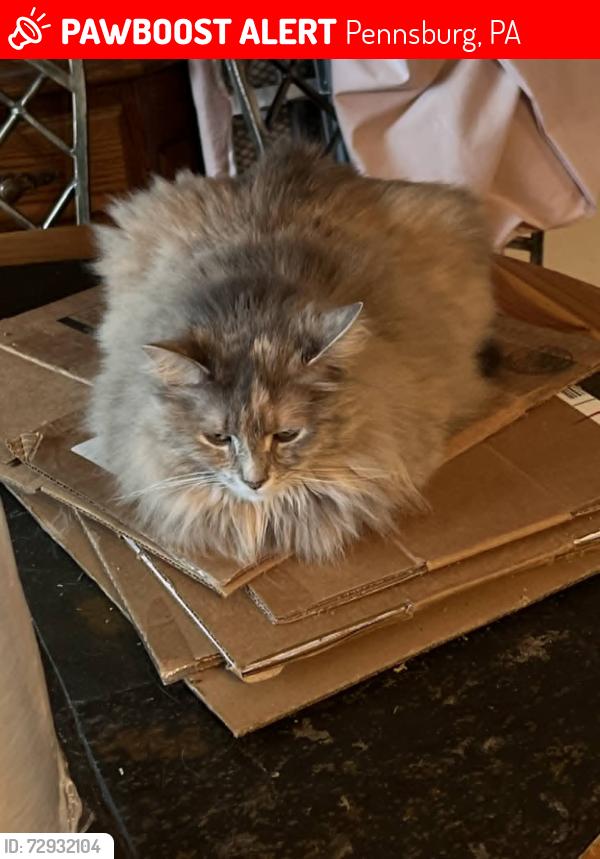 Lost Female Cat last seen 10th Street and Valley Court. Pennsburg, Pa. 18073, Pennsburg, PA 18073