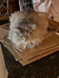 Lost Female Cat last seen 10th Street and Valley Court. Pennsburg, Pa. 18073, Pennsburg, PA 18073