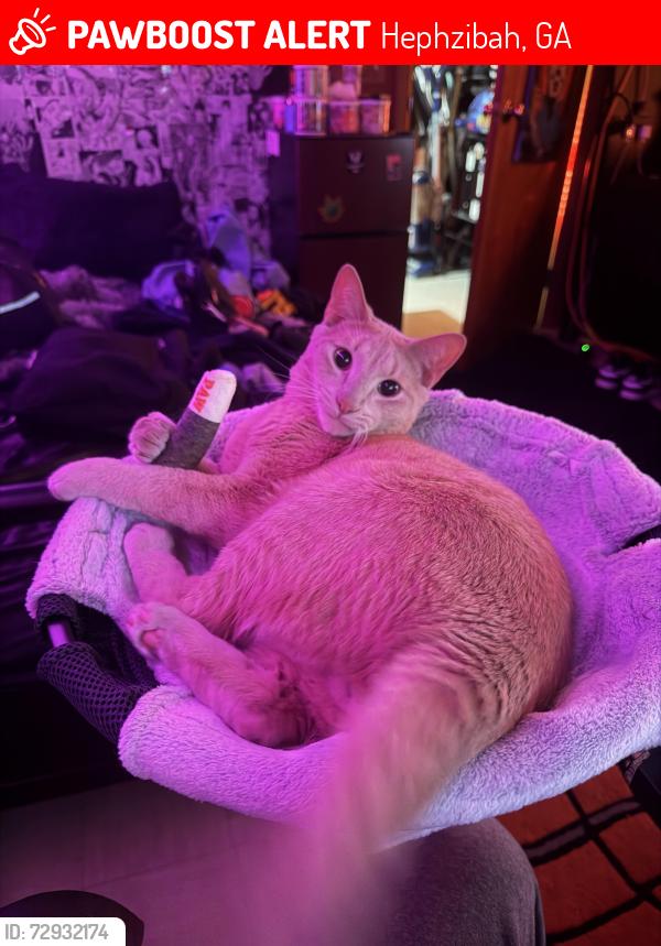 Lost Male Cat last seen Es Pl , Hephzibah, GA 30815