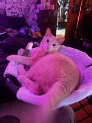 Lost Male Cat last seen Es Pl , Hephzibah, GA 30815
