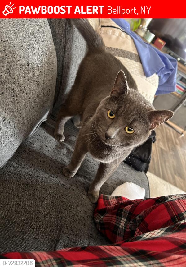 Lost Male Cat last seen Alexan Blvd, Bellport, NY 11713