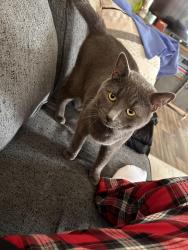 Lost Male Cat last seen Alexan Blvd, Bellport, NY 11713