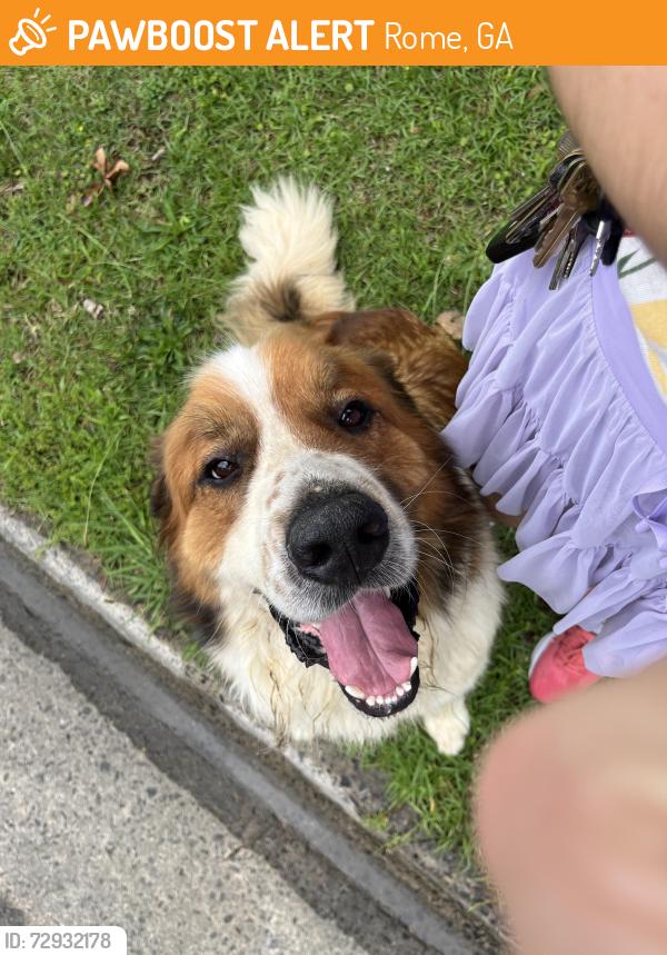 Found/Stray Male Dog last seen Near Hycliff Rd SW, Rome, GA 30165